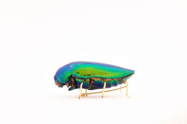 Beetle Brooch - Image 4