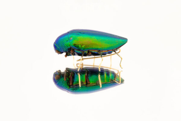 Beetle Brooch - Image 3