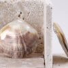 Shimmering Shells Earrings - Image 2