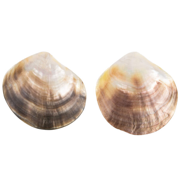 natural shells earrings with silver-plated ear clips