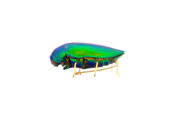 Beetle Brooch
