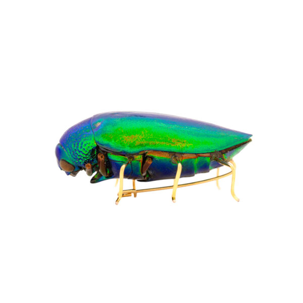 Beetle Brooch
