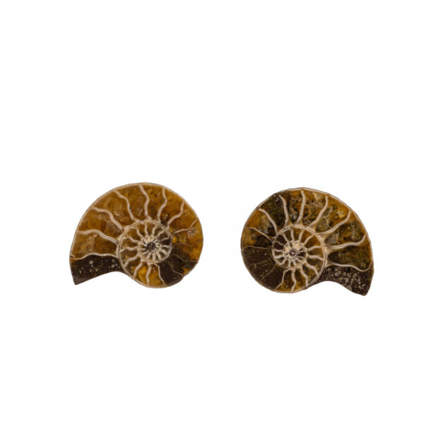 Ammonite earrings. Handmade with gold ear studs and real ammonite fossils. Each pair is one of a kind!