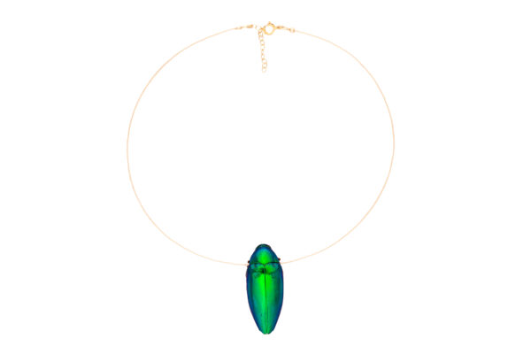 Floating Beetle