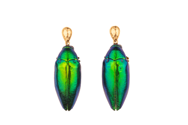 Handcrafted earrings featuring 2 entire scarab beetles, filled with jewelry clay. The vibrant emerald-green beetle, sustainably sourced and recycled from a restaurant in Thailand, makes this eco-friendly piece a unique and ethical statement accessory. Perfect for the Holiday season as a distinctive gift or elegant addition to your jewelry collection.