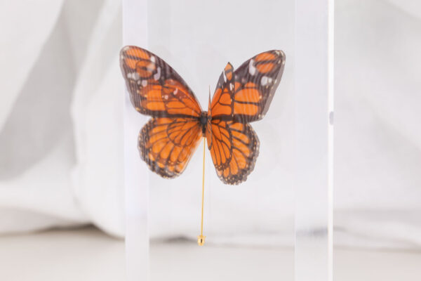 Butterfly Brooch - Monarch - Image 3