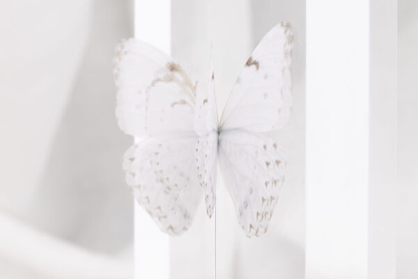 Butterfly Brooch - Off White - Image 2