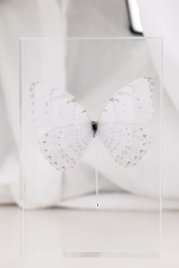 Butterfly Brooch - Off White - Image 3